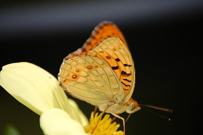 Fabriciana adippe f.cleodoxa